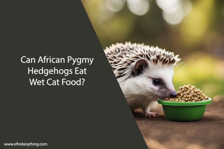 Can African Pygmy Hedgehogs Eat Wet Cat Food