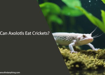 Can Axolotls Eat Crickets