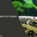 Can Axolotls Eat Crickets