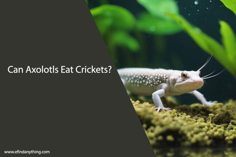 Can Axolotls Eat Crickets