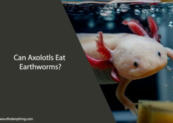 Can Axolotls Eat Earthworms