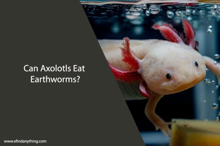 Can Axolotls Eat Earthworms