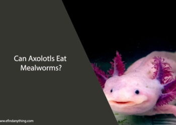 Can Axolotls Eat Mealworms
