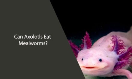 Can Axolotls Eat Mealworms? A Comprehensive Guide
