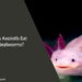 Can Axolotls Eat Mealworms