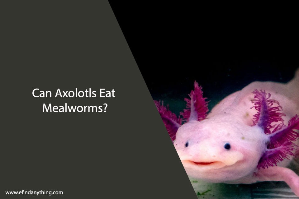 Can Axolotls Eat Mealworms