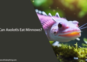Can Axolotls Eat Minnows
