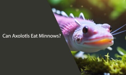 Can Axolotls Eat Minnows? A Comprehensive Guide