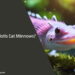 Can Axolotls Eat Minnows