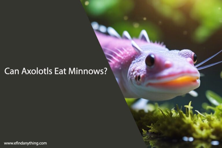 Can Axolotls Eat Minnows