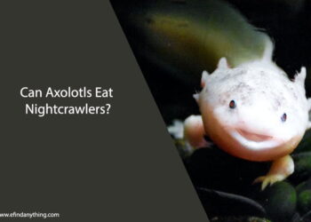 Can Axolotls Eat Nightcrawlers