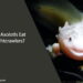 Can Axolotls Eat Nightcrawlers