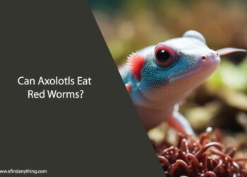 Can Axolotls Eat Red Worms