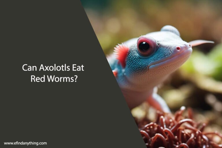 Can Axolotls Eat Red Worms
