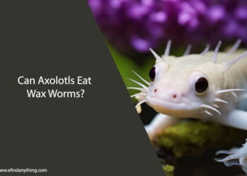 Can Axolotls Eat Wax Worms