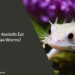 Can Axolotls Eat Wax Worms