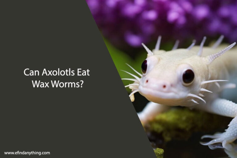 Can Axolotls Eat Wax Worms