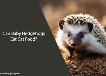Can Baby Hedgehogs Eat Cat Food