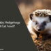 Can Baby Hedgehogs Eat Cat Food