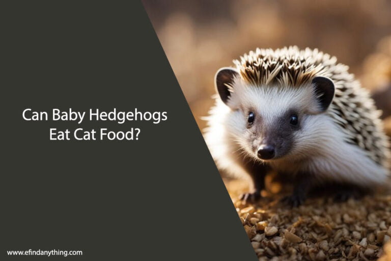 Can Baby Hedgehogs Eat Cat Food