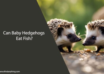 Can Baby Hedgehogs Eat Fish