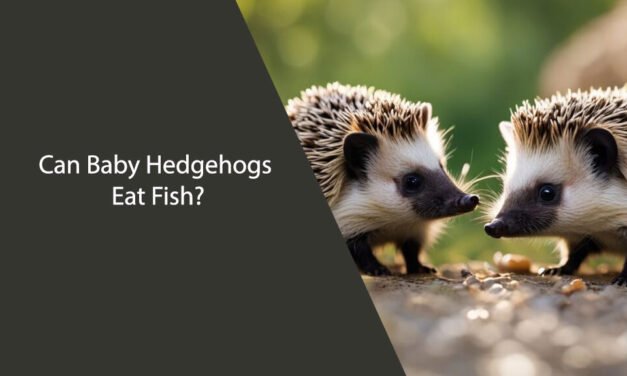Can Baby Hedgehogs Eat Fish?