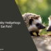 Can Baby Hedgehogs Eat Fish