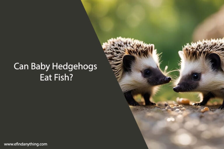 Can Baby Hedgehogs Eat Fish
