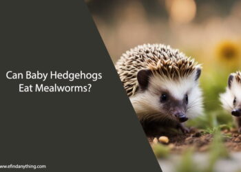 Can Baby Hedgehogs Eat Mealworms