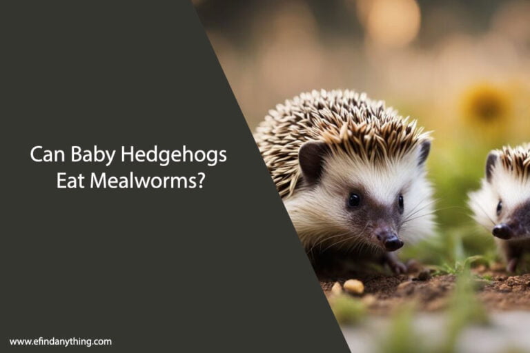 Can Baby Hedgehogs Eat Mealworms