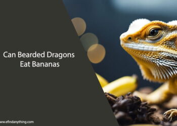 Can Bearded Dragons Eat Bananas