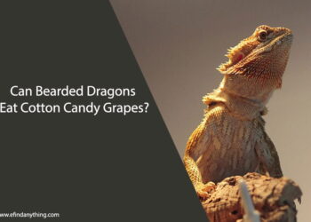 Can Bearded Dragons Eat Cotton Candy Grapes