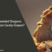 Can Bearded Dragons Eat Cotton Candy Grapes