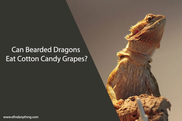 Can Bearded Dragons Eat Cotton Candy Grapes