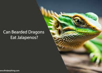 Can Bearded Dragons Eat Jalapenos