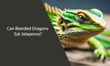 Can Bearded Dragons Eat Jalapenos?