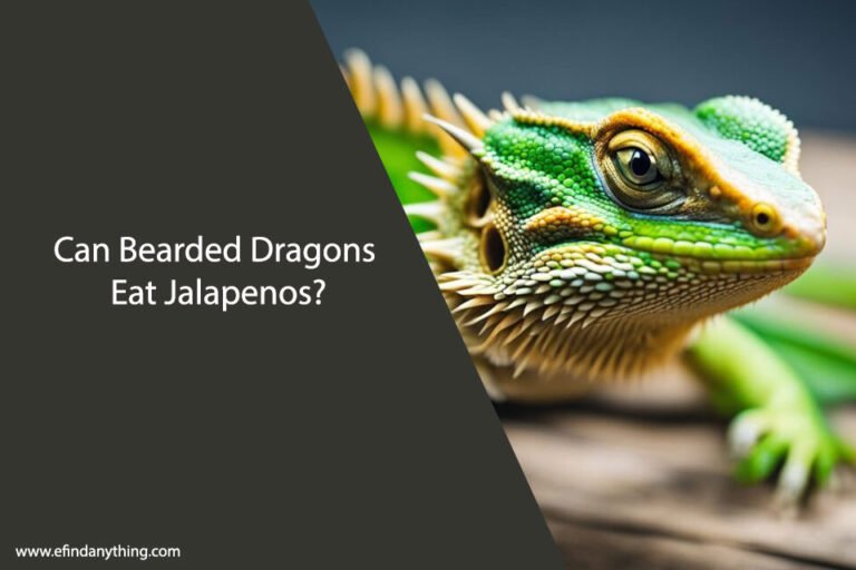 Can Bearded Dragons Eat Jalapenos