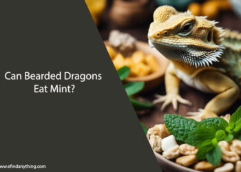 Can Bearded Dragons Eat Mint