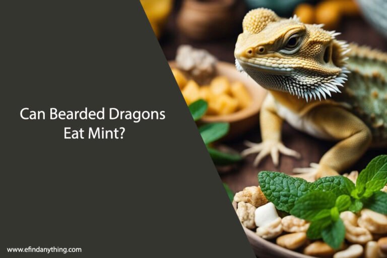 Can Bearded Dragons Eat Mint