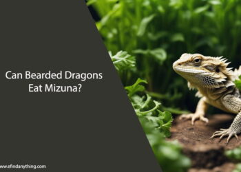 Can Bearded Dragons Eat Mizuna