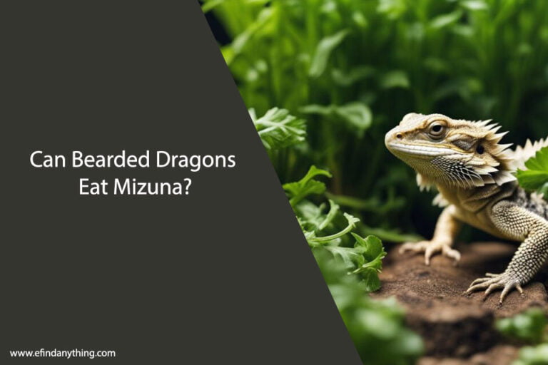 Can Bearded Dragons Eat Mizuna