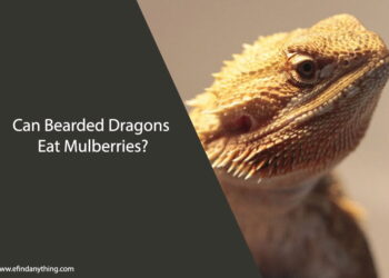 Can Bearded Dragons Eat Mulberries