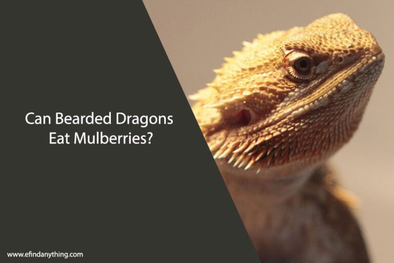 Can Bearded Dragons Eat Mulberries