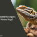 Can Bearded Dragons Eat Potato Bugs