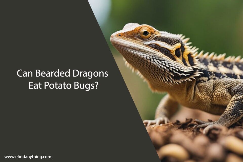 Can Bearded Dragons Eat Potato Bugs?