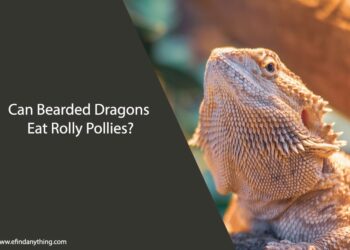 Can Bearded Dragons Eat Rolly Pollies