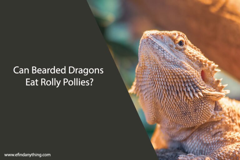 Can Bearded Dragons Eat Rolly Pollies