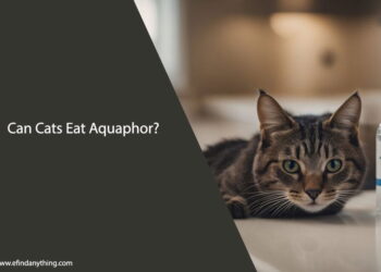 Can Cats Eat Aquaphor
