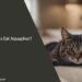 Can Cats Eat Aquaphor