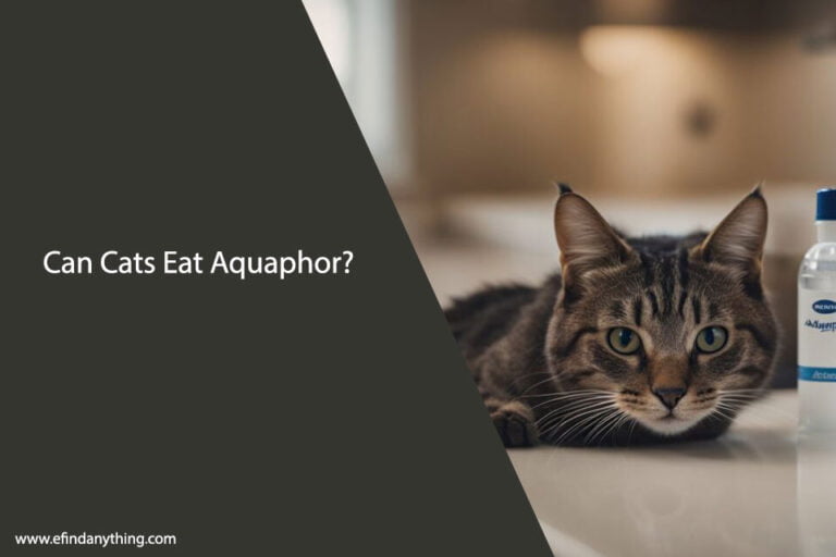 Can Cats Eat Aquaphor